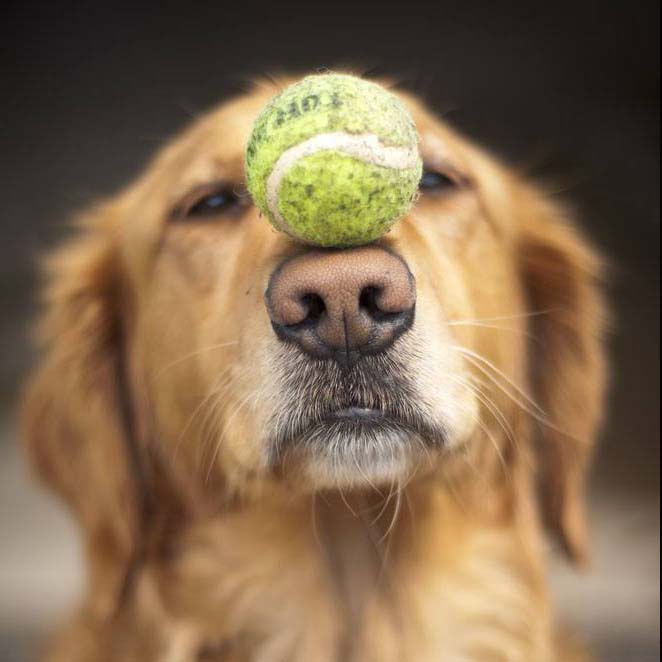 golden retriever balancing ball on nose