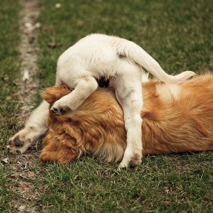 golden retriever puppies at dinnertime