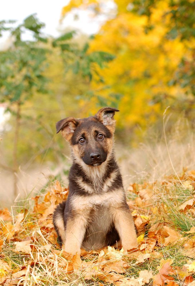 german shepherd puppy wants to know what you're looking at
