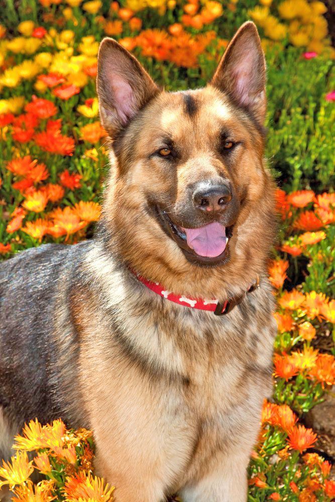 german shepherd posing in flowers