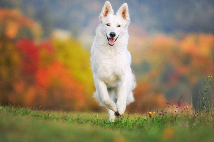 white german shepherd running in the park