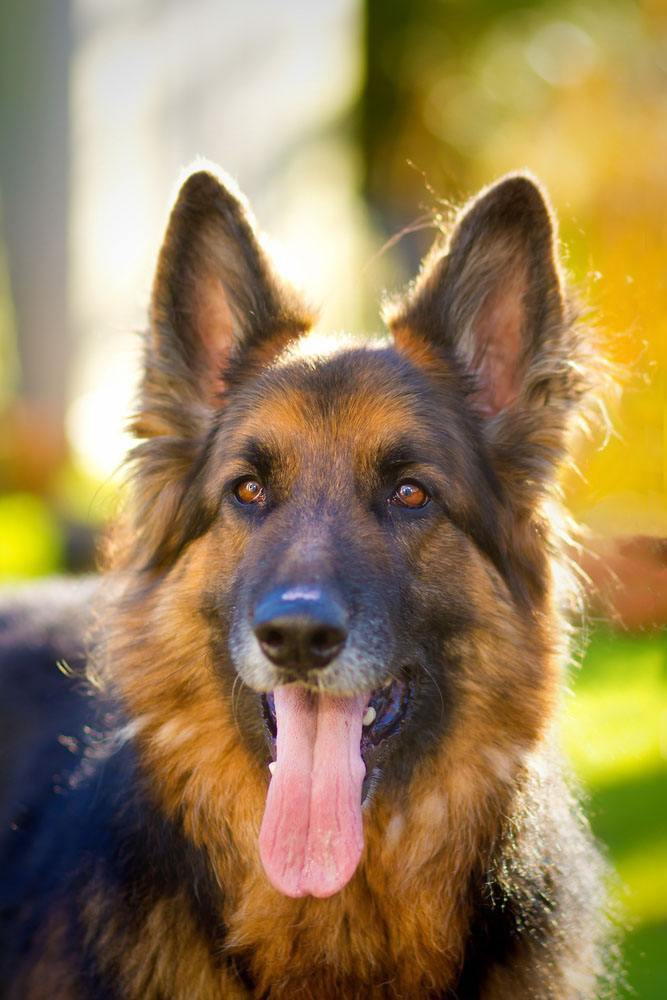handsome german shepherd dog