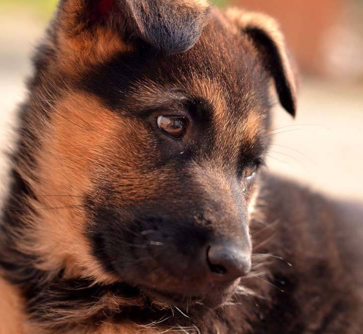 cute german shepherd puppy relaxing