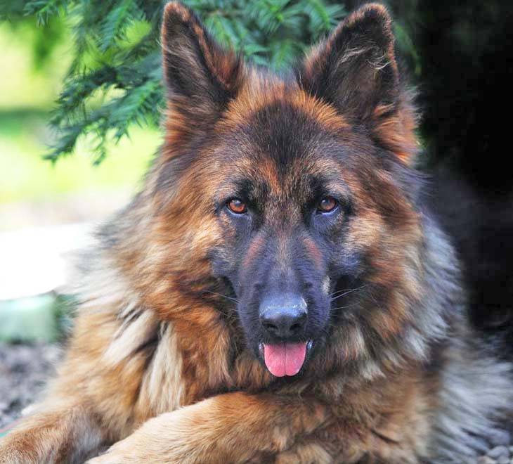 german shepherd posing for a picture