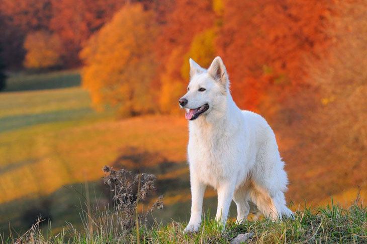 white german shepherd that loves the fall time