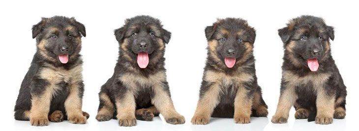 four german shepherd puppies  ready to get into trouble