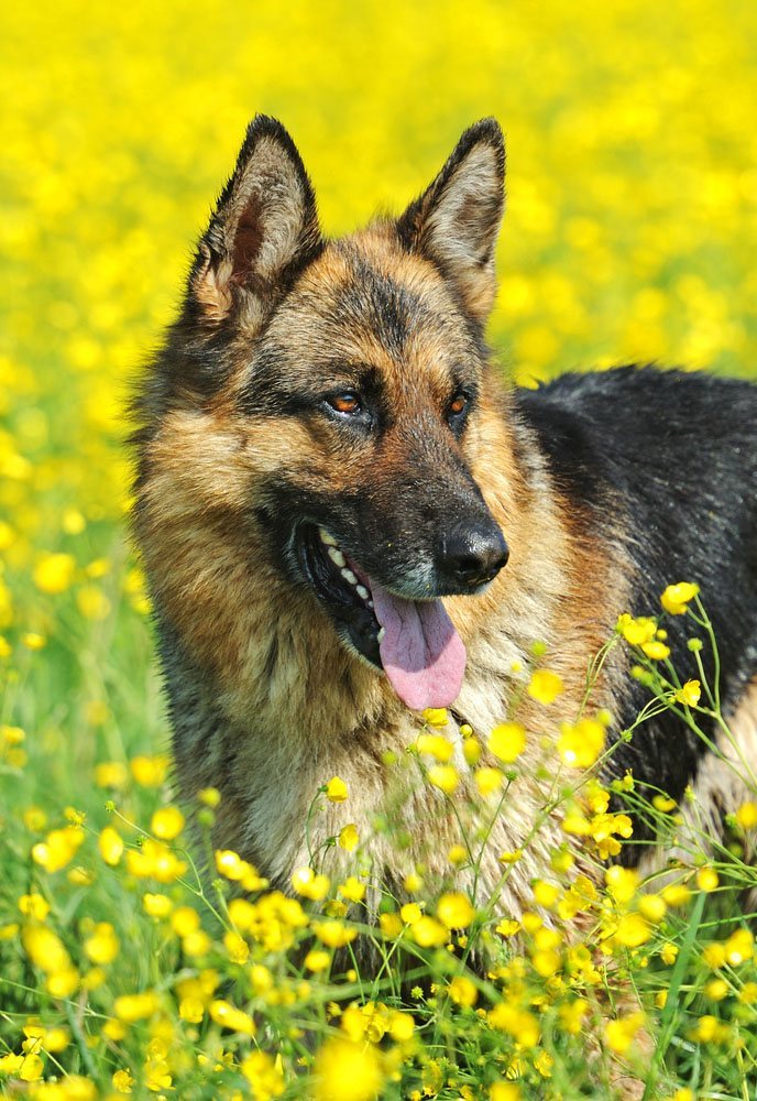 german shepherd playing in the meadow