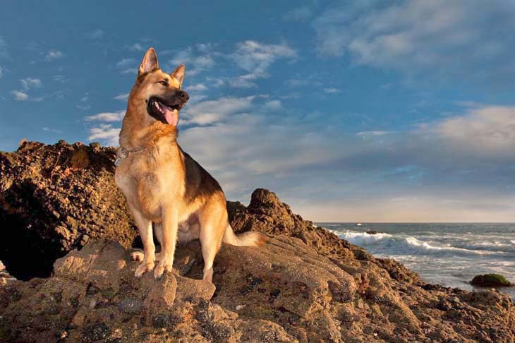 handsome german shepherd at the beach