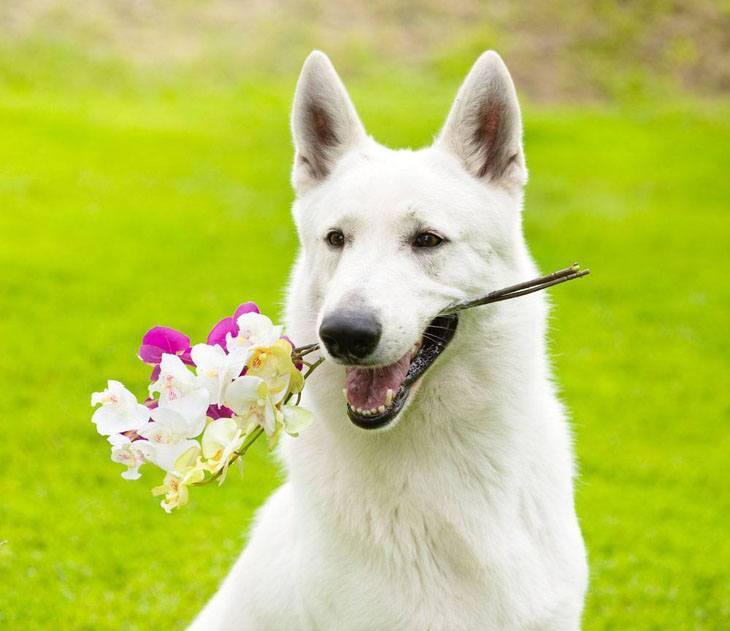 white german shepherd holding flowers