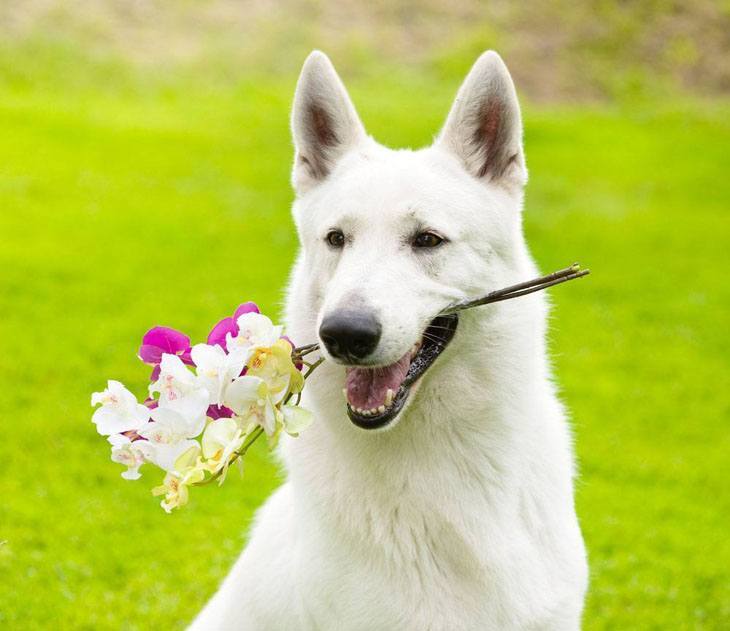 white german shepherd holding flowers