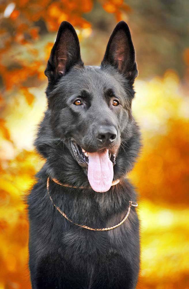 black german shepherd looking for some fun