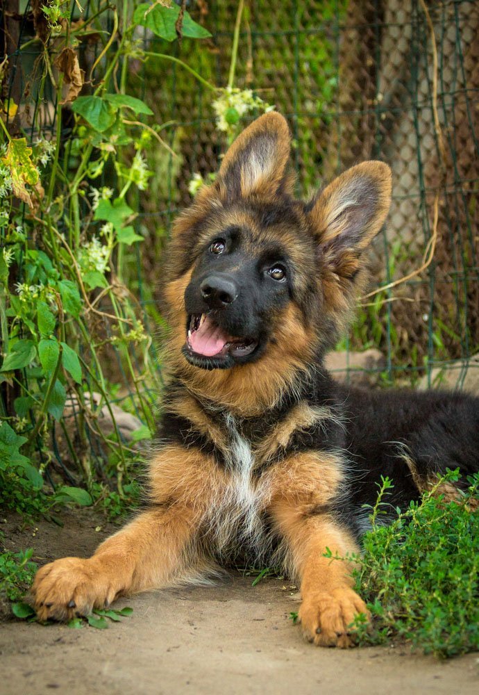 german shepherd puppy waiting for the cat