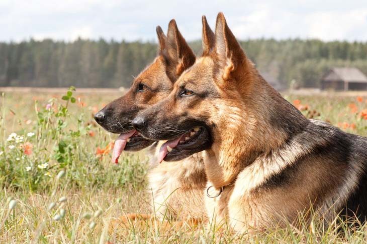 two german shepherds who have spotted something