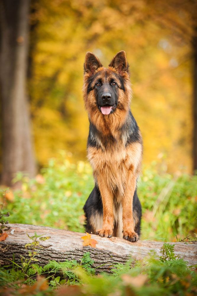 german shepherd in the forest