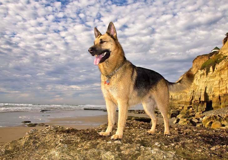 german shepherd at the beach