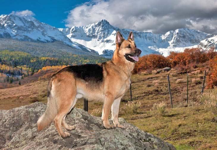 beautiful german shepherd enjoying the outdoors