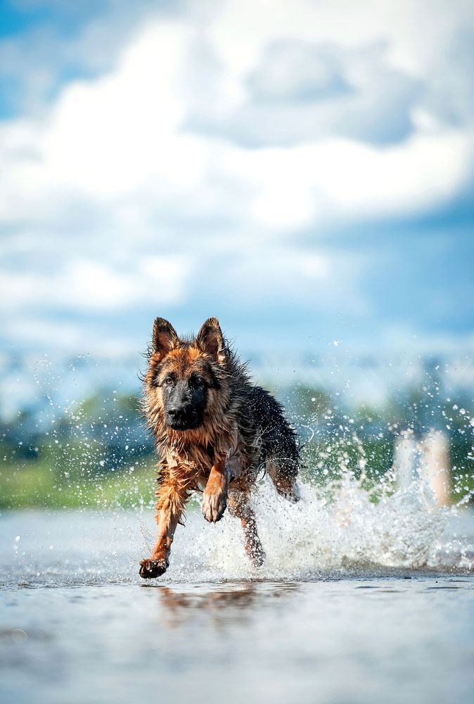 german shepherd running at the beach