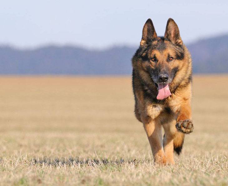 running german shepherd