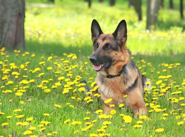 german shepherd relaxing in a meadow