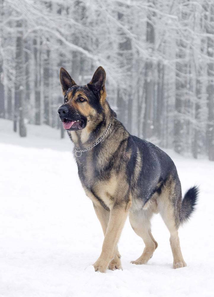 german shepherd in the snow