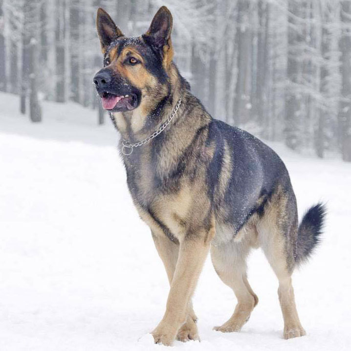 beautiful german shepherd in the snow