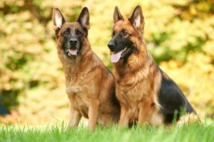 two german shepherds looking for some fun