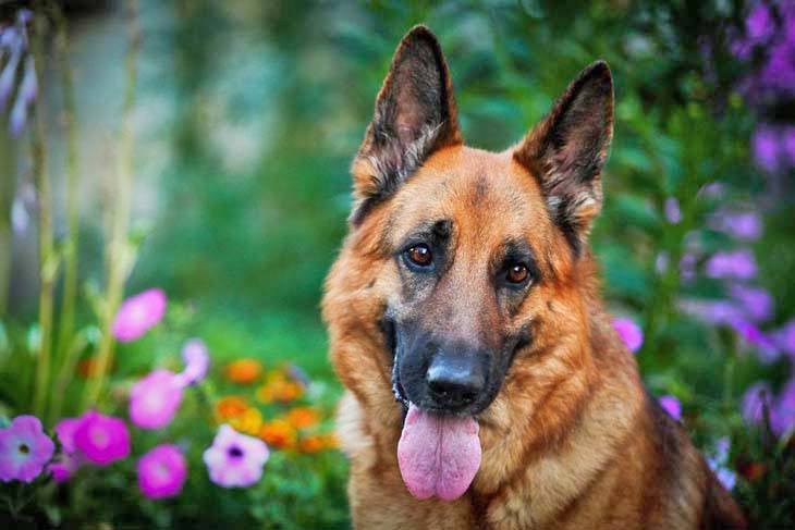 german shepherd enjoying the flowers