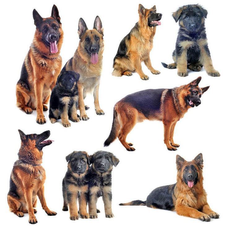 montage of multiple german shepherds