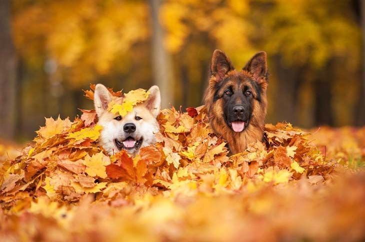 german shepherd puppies romping in the leaves