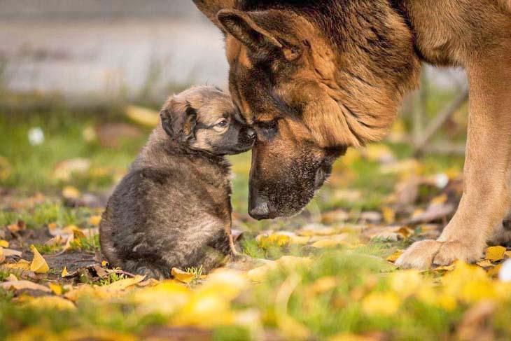 german shepherd puppy having a talk with it's mother