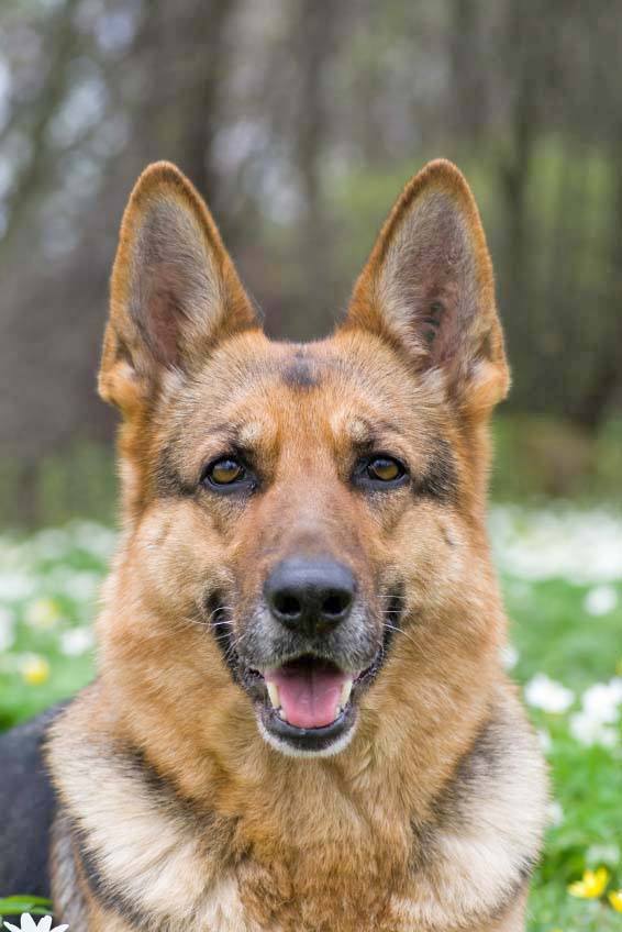 german shepherd watching you