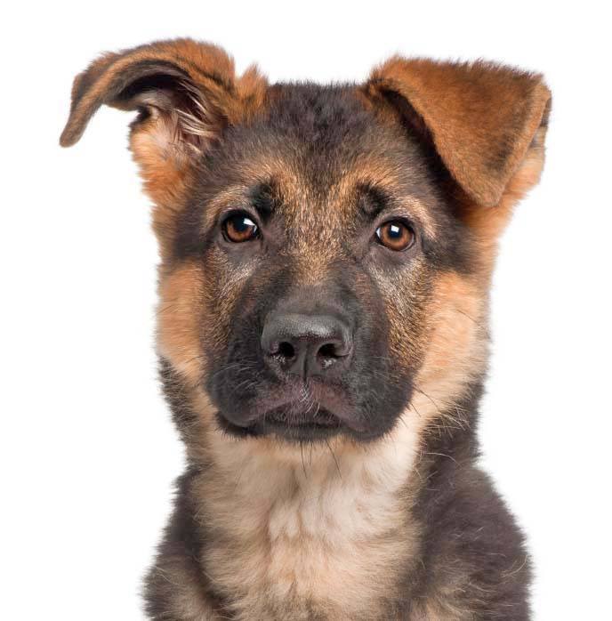 german shepherd puppy picture