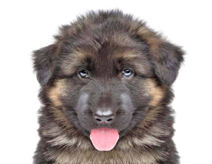 cute german shepherd puppy