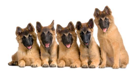 five german shepherd puppies ready to have some fun