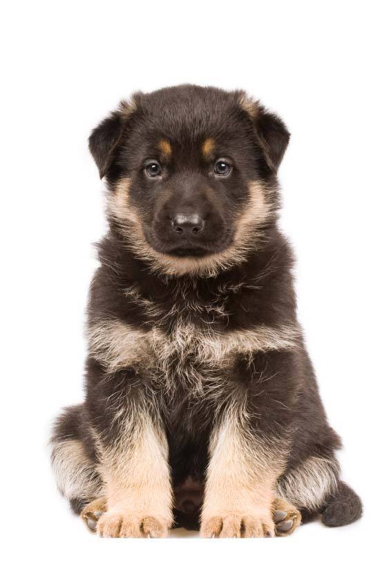 german shepherd puppy  hoping you'll share some of what you're eatting