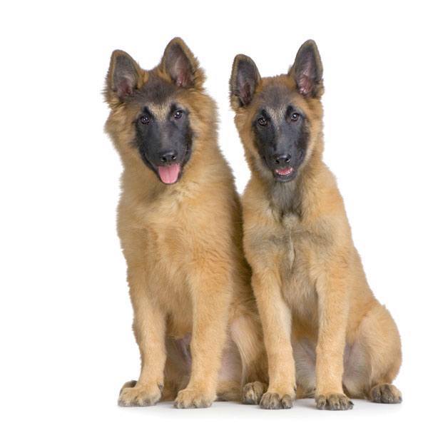 german shepherd puppies watching you