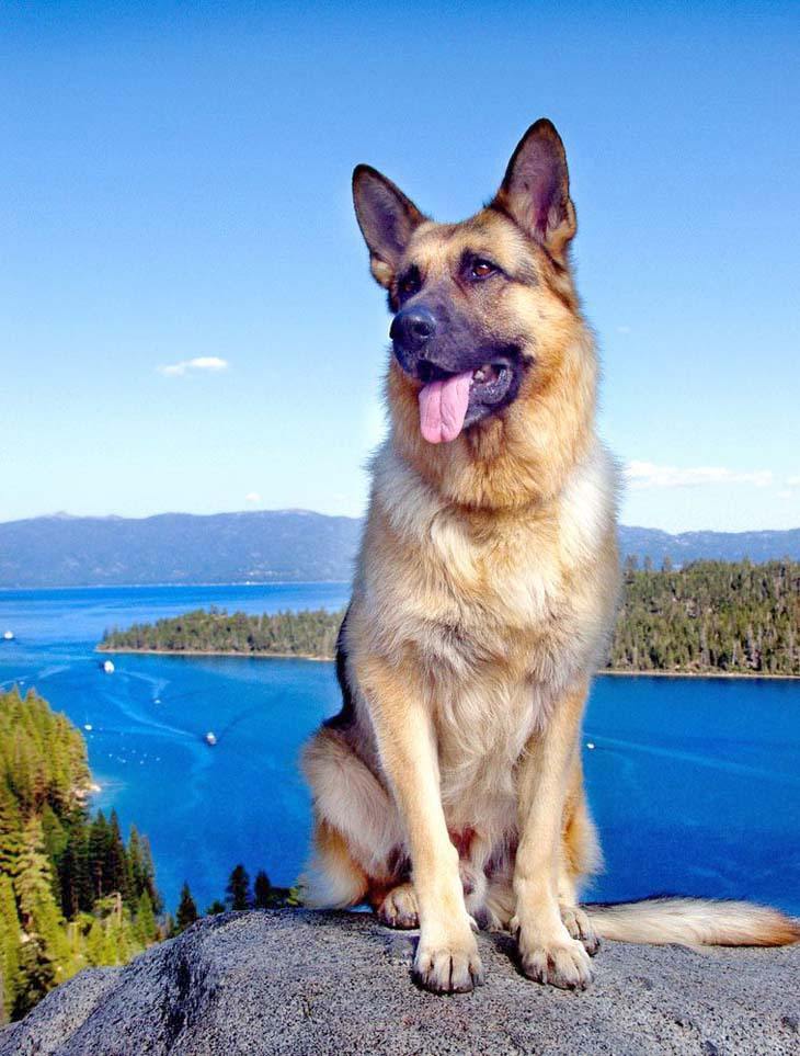 beautiful german shepherd posing by lake tahoe