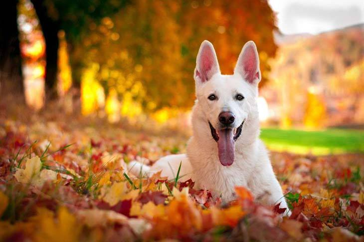 white german shepherd enjoying the fall time