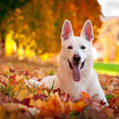 white german shepherd in fall leaves