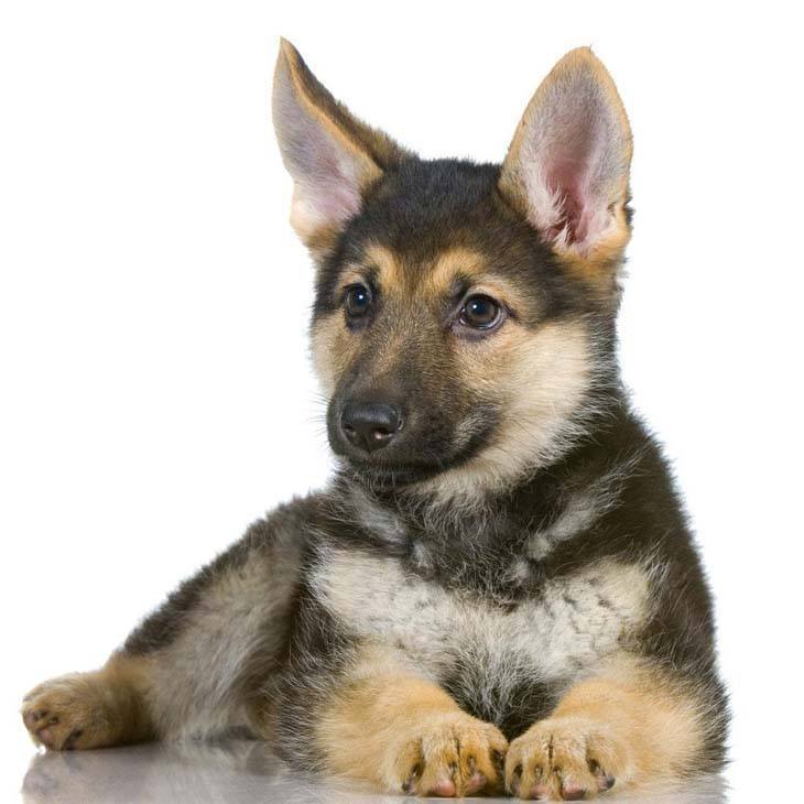 german shepherd puppy being cute