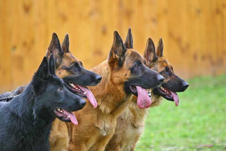 four german shepherds waiting to go for a walk