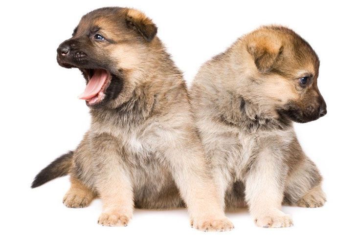 two german shepherd puppies looking for dinner