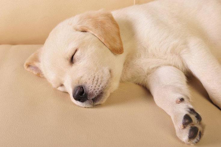 lab puppy taking a nap after playtime