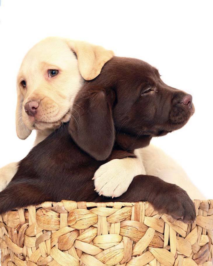 two lab puppies that are in love