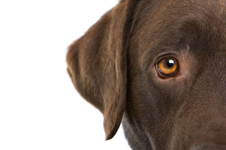 close up view of a chocolate lab