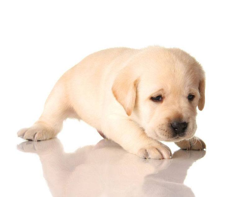 lonely lab puppy looking for a friend