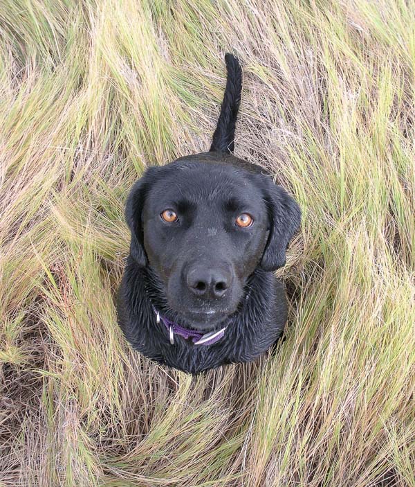 black labrador retriever that just finished a swim