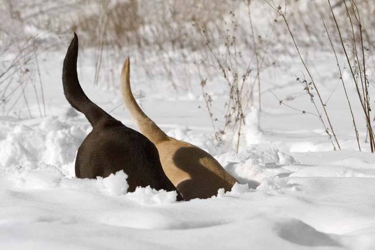 two labrador retrievers digging in the snow