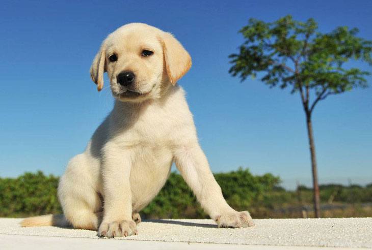 yellow lab puppy looking for a playmate