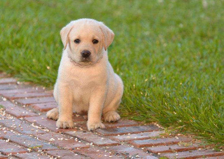 cute lab puppy wants someone to play with